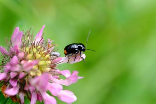 Cryptocephalus biguttatus